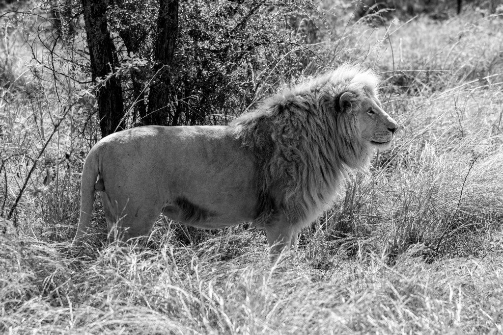 lion bw credit Rogue