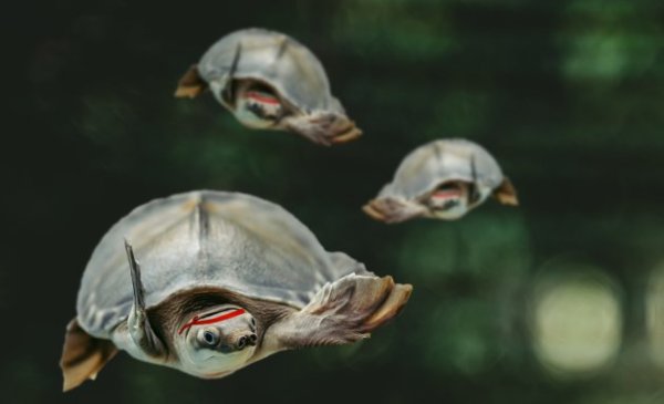 Three pet snakehead turtles in an aquarium with digitally-added red headbands. One is in the foreground.
