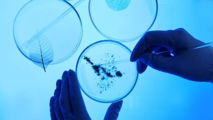 Gloves hands working on three petri dishes sitting on an illuminated surface. One dish contains a growing culture.