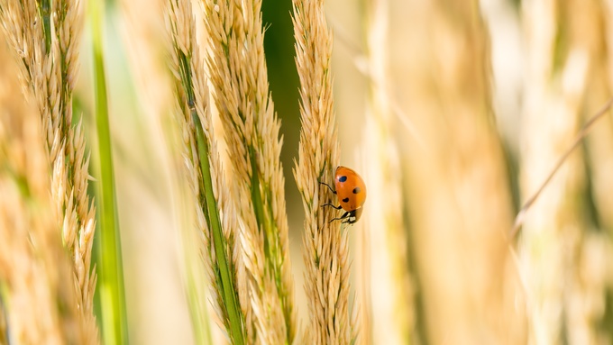 A tiny red ladybug with black dots sitting on the pale ear of a small, thin type of wheat grass.