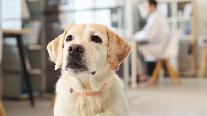 A Labrador retriever sits indoors looking toward the camera, with a person working at a desk blurred in the background.