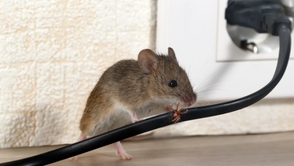 A close-up view shows a small, brown mouse chewing on a black cord that's plugged into the wall.