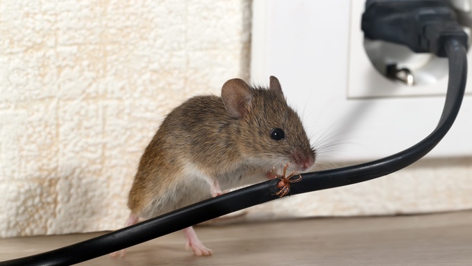Top Pests That Can Wreak Havoc on Your Gaming Equipment