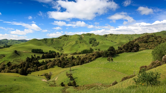 Rolling green hills in New Zealand with lines of trees and shrubs as well as many grazing animals on the grass.